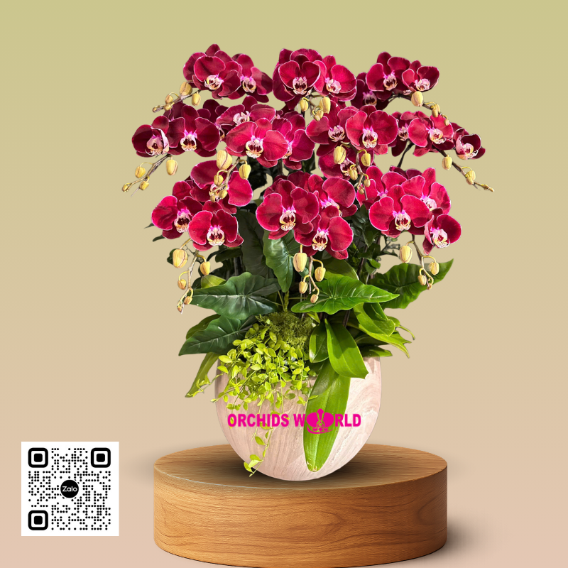 Chậu lan hồ điệp 10 cành đỏ cherry
