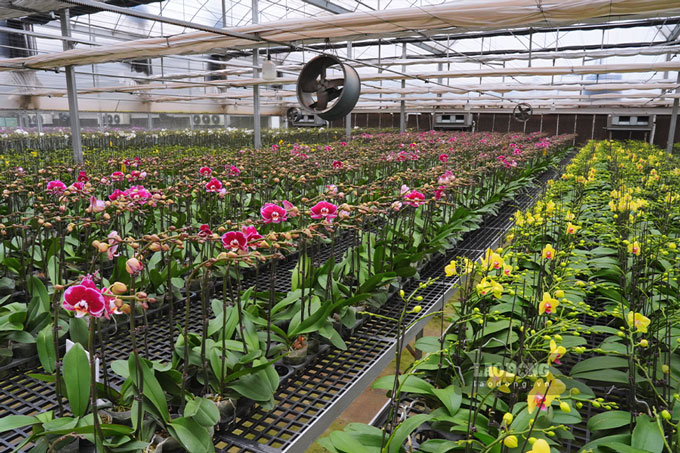 Vườn lan hồ điệp Orchids World